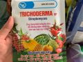 Nấm đối kháng trichoderma